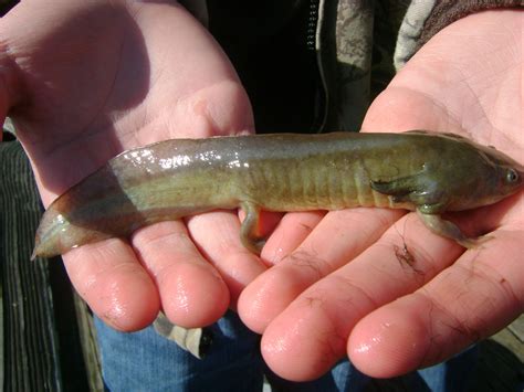 Check spelling or type a new query. BWCA Catch Your Own Live Bait Boundary Waters Fishing Forum