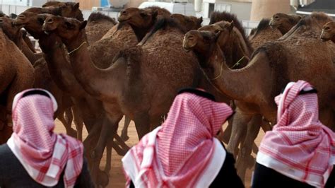 In the beauty portion of the contest, judges rate the size of the animal's lips, cheeks, head and knees while crowds of men watch from the bleachers. Arab Camel beauty pageant botox scandal