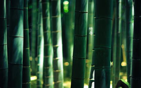 Download 162 bamboo wallpaper free vectors. Bamboo Wallpaper 05 - 1920x1200