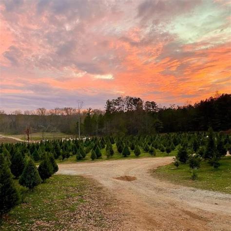 El camello también esta chupando. North Georgia Christmas Tree Farms Where You Can Cut Your ...