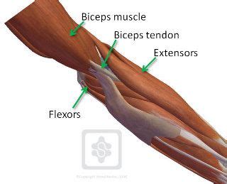 Related online courses on physioplus. Forearm Simified | Bicep muscle, Bicep tendonitis, Biceps