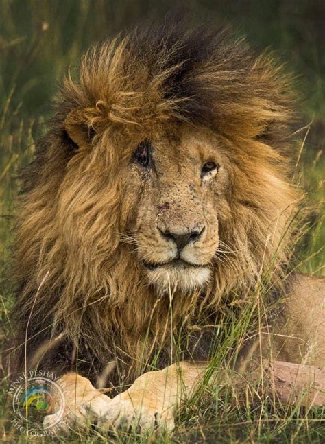 This specimen is described as being from nubia. Scarface..Masai Mara #BigCatFamily | Big cat family, Big ...