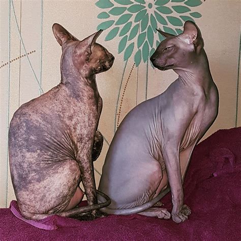 Donskij sphynx kittens for sale, born 02.08.2020 available 2 girls and 1boy ready new home 12week 1 girls pink and one cream, boy blue color. 1 left Sphynx kitten for sale | Southampton, Hampshire ...