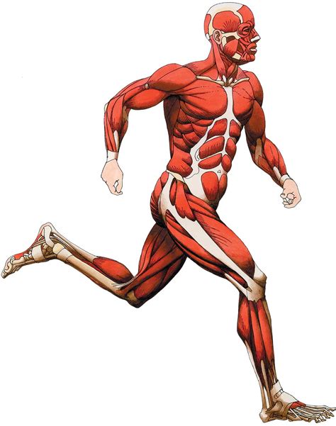 Most of your muscles are made up of a mixture of both slow and fast twitch muscle fibres. Major Muscle Groups • Bodybuilding Wizard