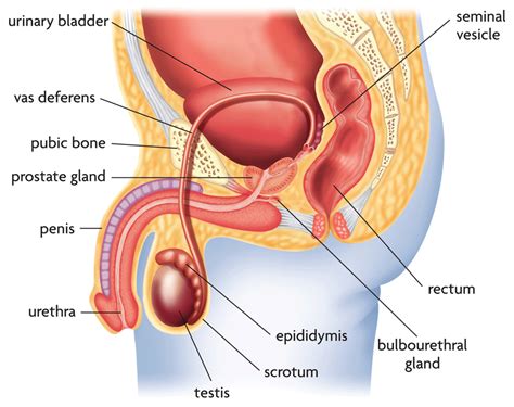 Male anatomy model for reference. Male Infertility Otherwise Known As: Male Factor ...