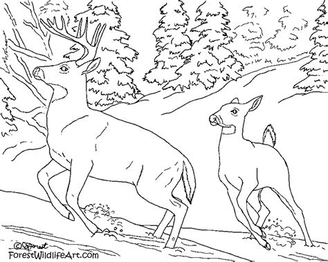 Coloring pages are fun for children of all ages and are a great educational tool that helps children develop fine motor skills, creativity and color recognition! Crista Forest's Animals & Art: Learn Wildlife For Kids ...