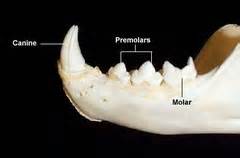 The most important teeth for a cat are its 4 canines (the very long, sharp teeth) and its 4 molars in the back of the mouth. VTNE: Dentistry Flashcards | Quizlet