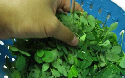 Demikian cara mengolah daun kelor menjadi teh. Cara Mengolah Daun Kelor Untuk Kanker : Ketahui Manfaat Daun Kelor Dan Olahannya Masak Apa Hari ...