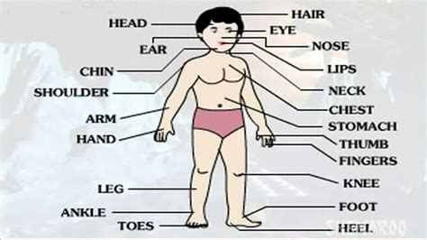Check spelling or type a new query. Human Body Parts Names in English and Hindi - study portal ...
