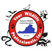 Scratching noises in your attic? Blue Ridge Wildlife & Pest Management, LLC - Roanoke, VA ...