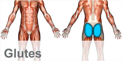 Try this one on for size! Glutes Diagram : Glute Exercise Breakdown Infinite ...