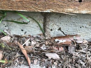 Ctp pest & building inspections is a locally owned, family business. Protect your Home Against Termites | East Coast Building ...