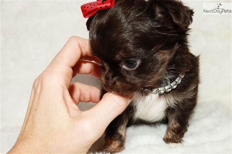 Find puppies and breeders in your area and helpful information. Chihuahua puppy for sale near Tampa Bay Area, Florida ...