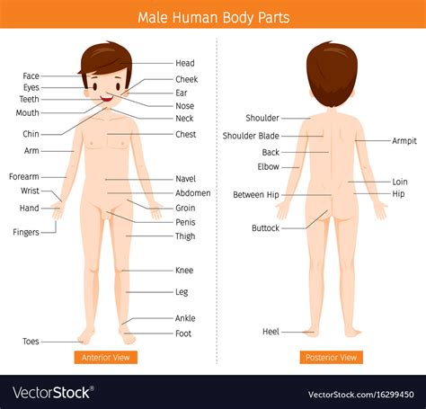 Other versions, where available, can be viewed by clicking on an organ. Male human anatomy external organs body Royalty Free Vector