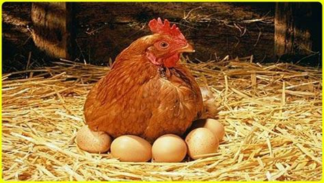 Gambar ayam ayam jago bangkok dan ayam betina terbaik di tampilan pada gambar ayam jago bangkok diatas mulai dari bentuk kepala hingga ekor dan postur tubuh benar benar sangat ideal sebagai ayam bangkok aduan gambar ayam bangkok thailand tersebut adalah koleksi dari ayam. √ Gambar Sketsa Ayam: Jago, Betina, Bangkok, Goreng ...