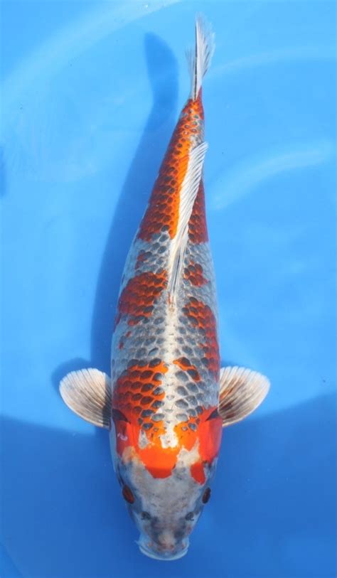 The grade aa select koi have the same coverage of orange, but greater intensity. Kujaku DEAD - Grand Koi, LLC