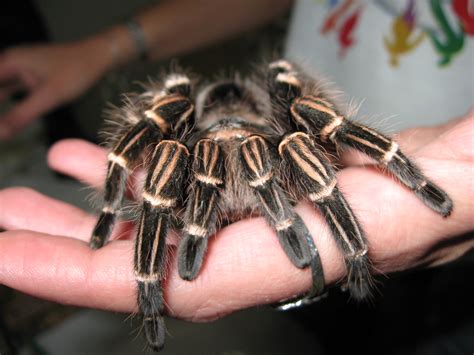 Encontre aranha caranguejeira no mercadolivre.com.br! Aranha Caranguejeira | A galera do CEVAP (Centro de Estudos … | Flickr