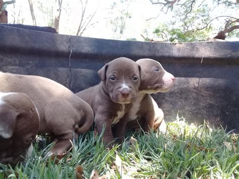 They will be vet checked, inoculated & dewormed. American Pitbull Puppies For Sale | Rustenburg Dogs ...