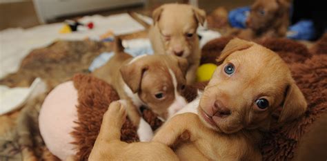 How many shots do puppies need and why? Puppy Protocol Deworming and Vaccines | Best Friends ...