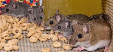 I have started by emptying out all of the cabinets and cleaning all the surfaces with bleach. Signs Of A Mouse Infestation In Gallatin