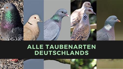 Sie sind regional beschränkt, arbeiten also nicht in ganz deutschland, sondern in ihrem kleinen gebiet. Alle Taubenarten in Deutschland sicher und EINFACH ...