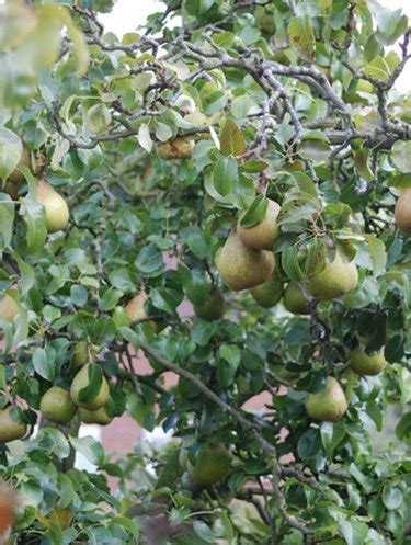 Not an easy find, but god provided. How to Cross-pollinate an Ayers Pear Tree | Hunker