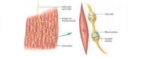 In the single unit smooth muscle, the fibers are connected by gap junctions. Contraction and Relaxation - Unity Companies - RR School ...