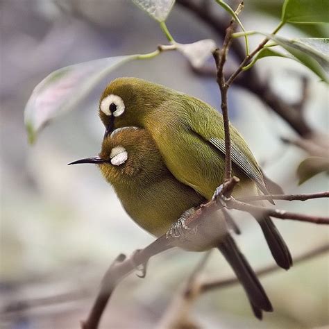Rasmussen and her colleagues showed that it is a separate species. Pin on Zosterops White Eye