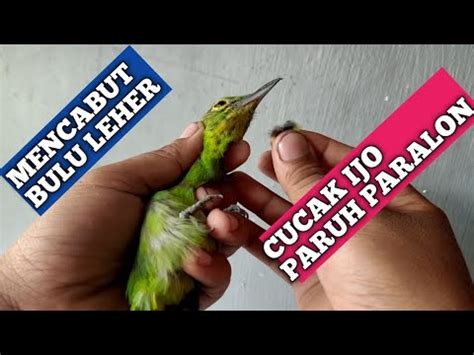 Burung ini mempunyai ciri khas suara yang pedas dan melengking oleh karena itu jika anda ingin membeli atau memelihara burung ini, wajib hukumnya mengetahui ciri fisik burung kemada jantan dan betina. cucak ijo jantan atau betina??? - YouTube