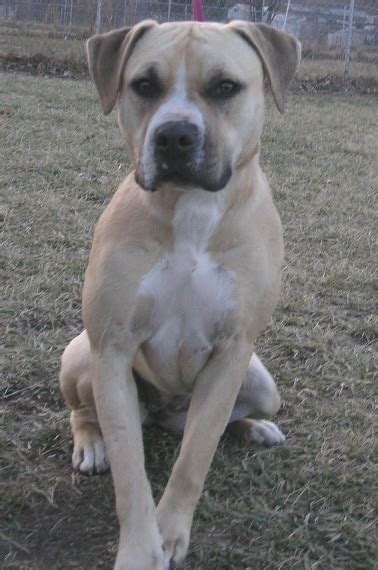 The truth of the matter about the breed is that a pitbull is not that dangerous due to its gentle nature. Pit Bull/Mastiff - Paja | Mid-America Bully Breed Rescue