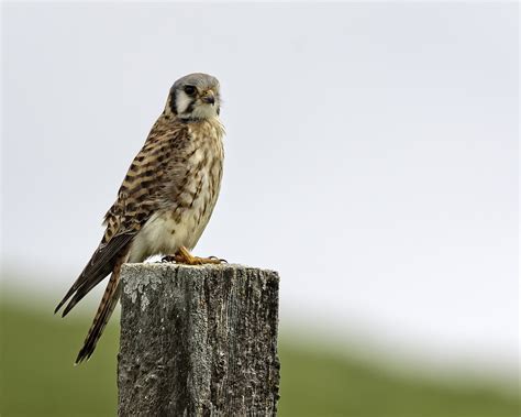 Grizzly island provides habitat for more than 200 species of birds and is home to a variety of threatened or endangered wildlife and plants. Kestrel on a Post | Grizzly Island Wildlife area ...