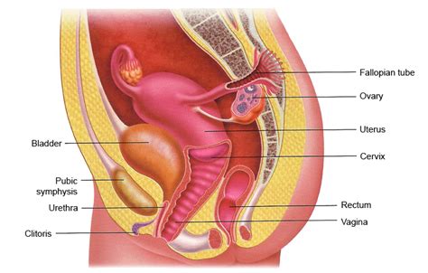 We're suckers for sensitive areas. Structure of Female Reproductive System - Vagimilt