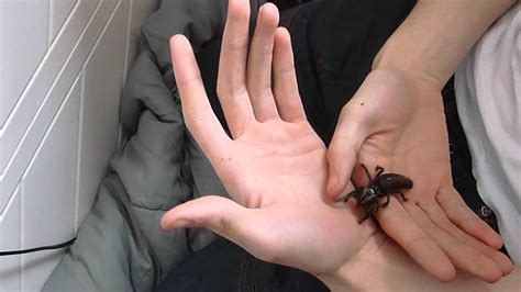 If you like more videos like this, please. Handling my black camel spider - YouTube