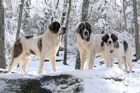 The pyrenees are the pride of french, being the summer residence of royal courts for centuries. Pyrenean Mastiff Dog Breed Information - American Kennel Club