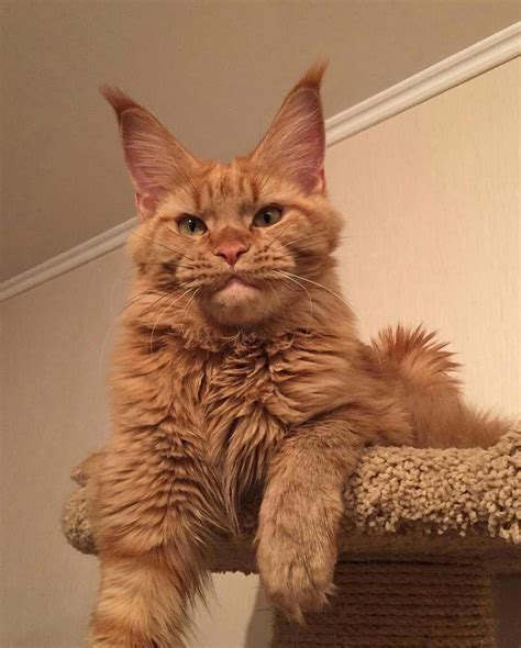 Why choose salty coons maine coon kittens? Ginger Maine Coon Kittens For Sale Near Me