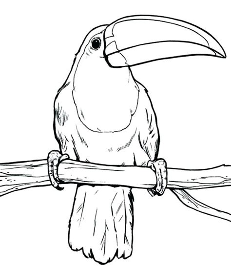 Maybe you would like to learn more about one of these? Toucan Coloring Page at GetColorings.com | Free printable ...