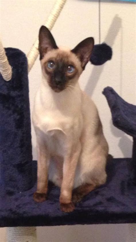 Flame Point Siamese Kittens For Sale Near Me