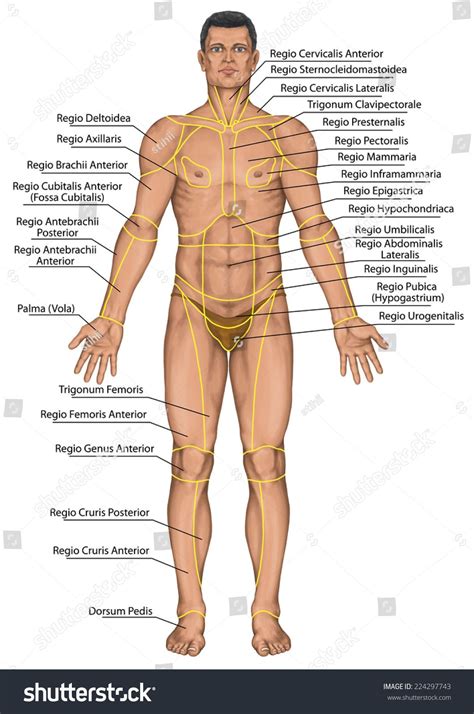 Human body parts names with images | மனித உடல் உறுப்புகள். Body Regions Anatomy | Human anatomy systems, Human body ...