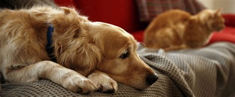 Symptoms and signs of cancer in dogs. Common Signs of Cancer - Veterinary Specialists of North Texas