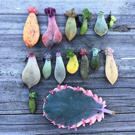 How do you grow a christmas cactus in water? You can do #succulent #propagation by putting a leaf on ...