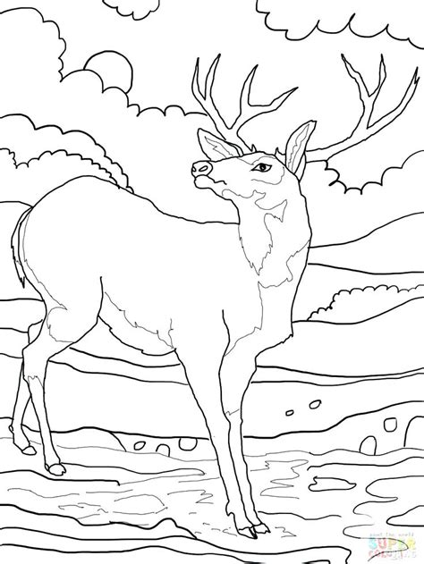 Big buck hunter coloring pages. Whitetail Buck Coloring Pages at GetColorings.com | Free ...