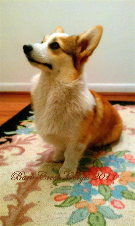 Everything this article says is spot on with corgi puppy behavior. Pembroke Welsh Corgi at our home in Wilmington, NC | Corgi ...