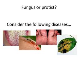 Most of fungus do not caused disease. 5.8 Diseases caused by fungi and protists NEW GCSE Biology ...