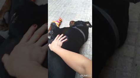 Allevamento di casa nosella, gruaro. Rottweiler chiede coccole... (Allevamento di casa Brema ...