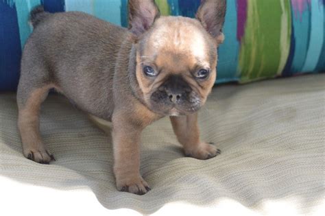 With their breeder, waiting for you! French Bulldog Puppies for Sale NYC, New York | French ...
