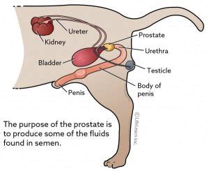 Removing prostatic cysts and abscesses requires major decide whether to treat your dog with surgery. "알아차렸을 땐 이미 늦어요"... 전립선 종양(Prostate Tumors) ⋆ 코코타임즈