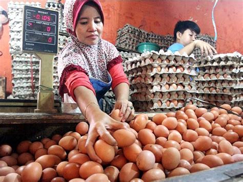 Namun telur yang dihasilkan ayam petelur di peternakan besar umumnya bukan hasil pembuahan, namun telur yang keluar rutin dari ayam petelur. Desember, Harga Telur Ayam Naik Lagi - Korankaltara.com