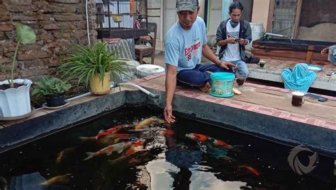 Model ini sering digunakan di kolam dengan lahan terbatas. Dulunya Rawa Disulap Jadi Kolam, Kini Jadi Kampung Ikan ...