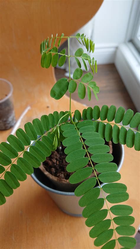 We did not find results for: My Delonix regia has a mutant leaf | Delonix regia, Plant ...