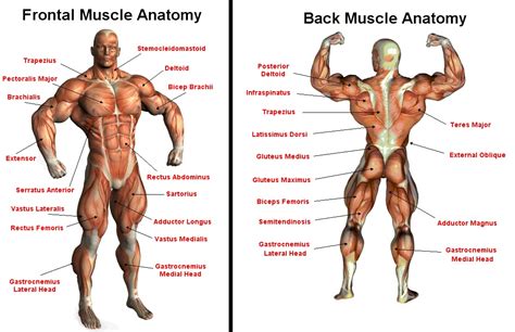 You can check them out next time you look in the mirror. Health Therapy: Major Muscle Groups